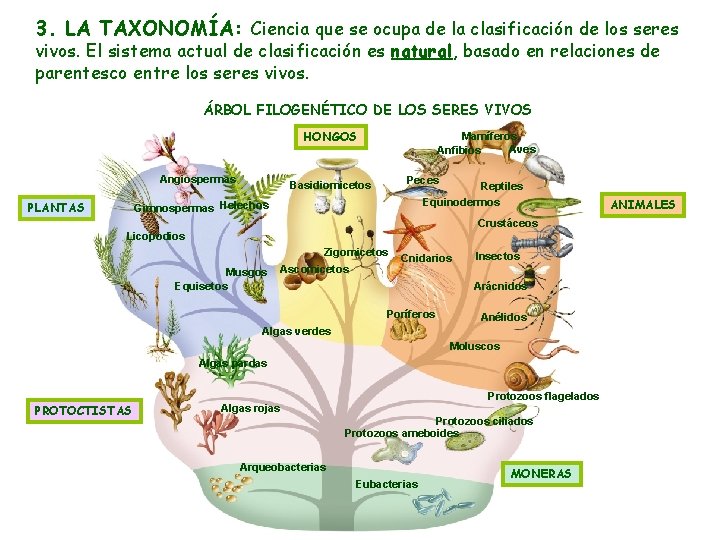 3. LA TAXONOMÍA: Ciencia que se ocupa de la clasificación de los seres vivos.