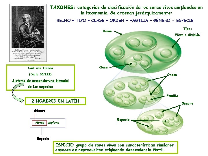 TAXONES: categorías de clasificación de los seres vivos empleadas en la taxonomía. Se ordenan