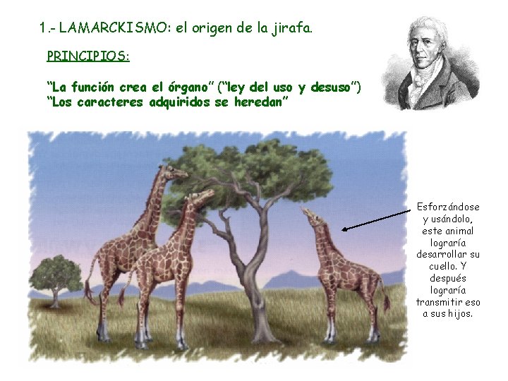 1. - LAMARCKISMO: el origen de la jirafa. PRINCIPIOS: “La función crea el órgano”