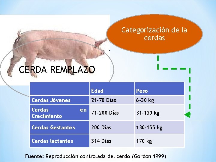 Categorización de la cerdas CERDA REMPLAZO Edad Peso Cerdas Jóvenes 21 -70 Días 6