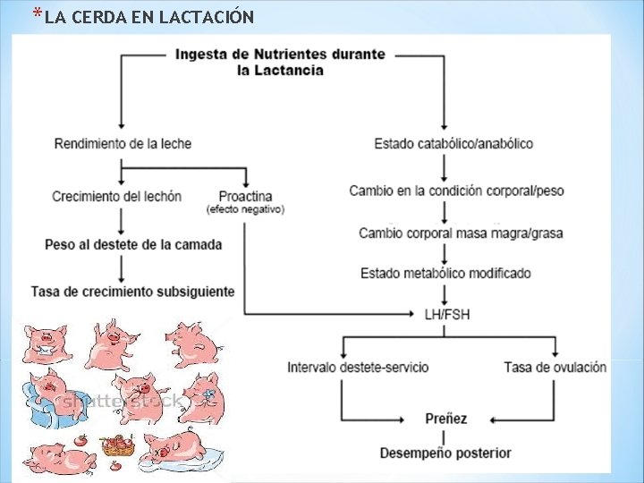 * LA CERDA EN LACTACIÓN 