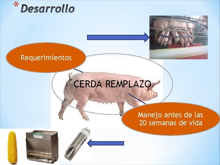 * Requerimientos CERDA REMPLAZO Manejo antes de las 20 semanas de vida 