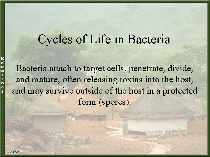 Cycles of Life in Bacteria attach to target cells, penetrate, divide, and mature, often