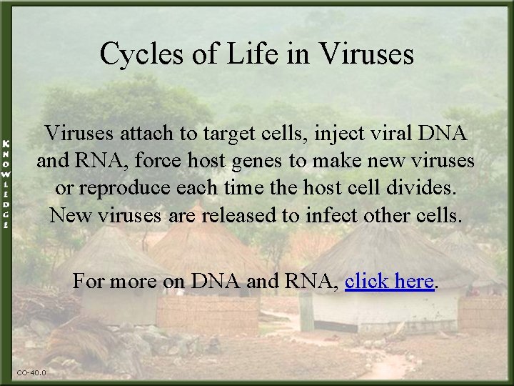 Cycles of Life in Viruses attach to target cells, inject viral DNA and RNA,