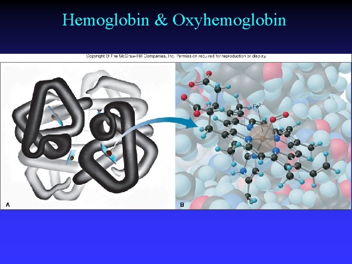 Hemoglobin & Oxyhemoglobin 