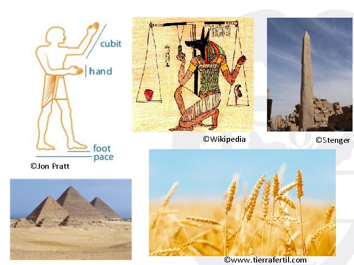 ©Wikipedia ©Jon Pratt ©www. tierrafertil. com ©Stenger 