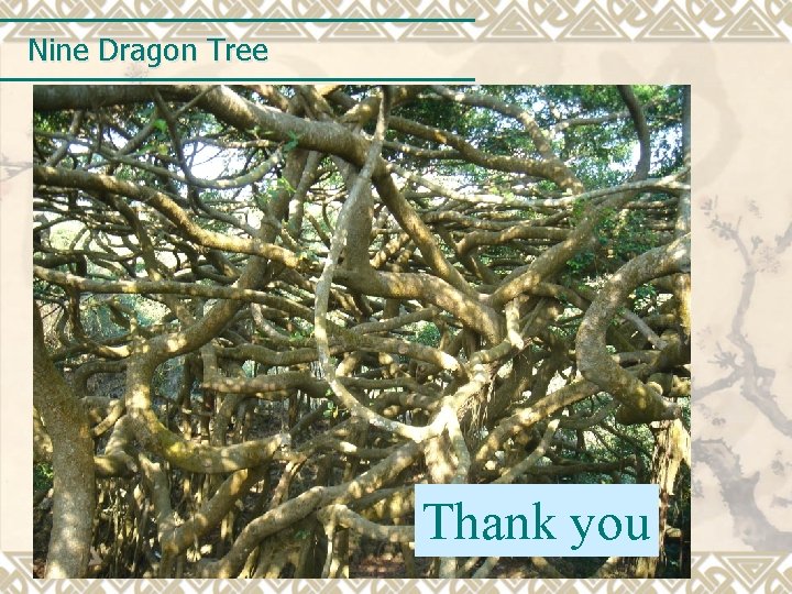 Nine Dragon Tree Thank you 