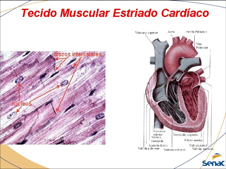Tecido Muscular Estriado Cardíaco 