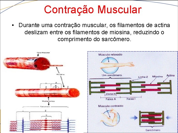  Contração Muscular • Durante uma contração muscular, os filamentos de actina deslizam entre