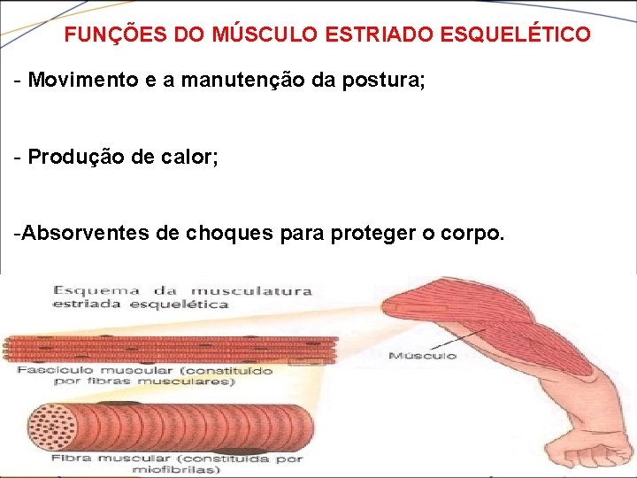 FUNÇÕES DO MÚSCULO ESTRIADO ESQUELÉTICO - Movimento e a manutenção da postura; - Produção