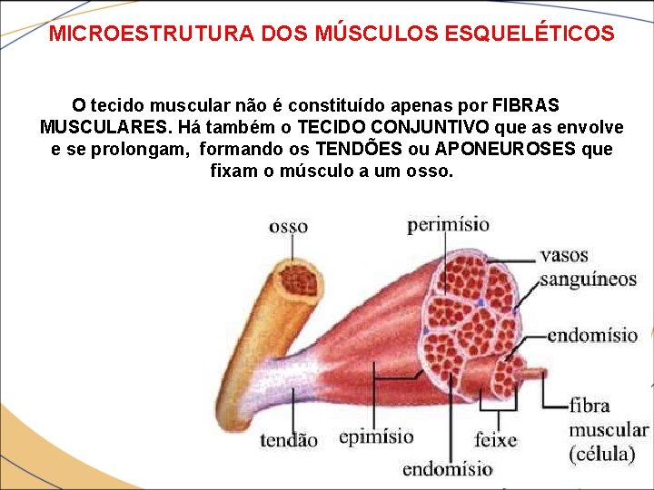 MICROESTRUTURA DOS MÚSCULOS ESQUELÉTICOS O tecido muscular não é constituído apenas por FIBRAS MUSCULARES.