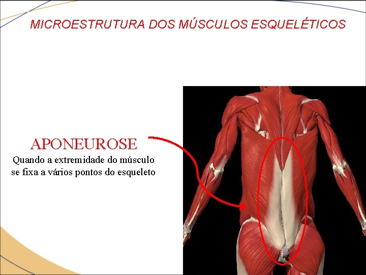 MICROESTRUTURA DOS MÚSCULOS ESQUELÉTICOS APONEUROSE Quando a extremidade do músculo se fixa a vários