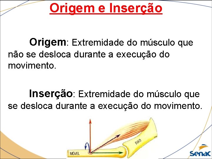 Origem e Inserção Origem: Extremidade do músculo que não se desloca durante a execução