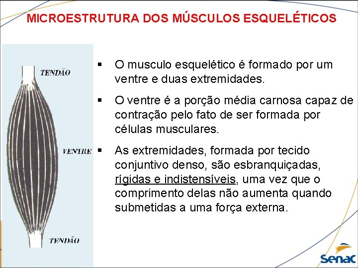 MICROESTRUTURA DOS MÚSCULOS ESQUELÉTICOS § O musculo esquelético é formado por um ventre e