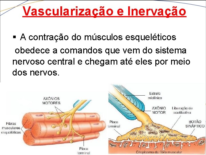 Vascularização e Inervação § A contração do músculos esqueléticos obedece a comandos que vem