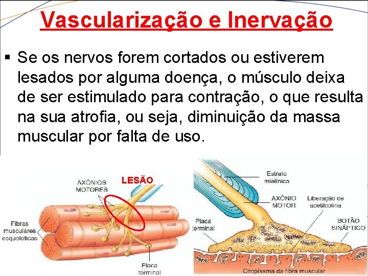 Vascularização e Inervação § Se os nervos forem cortados ou estiverem lesados por alguma