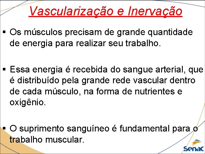 Vascularização e Inervação § Os músculos precisam de grande quantidade de energia para realizar