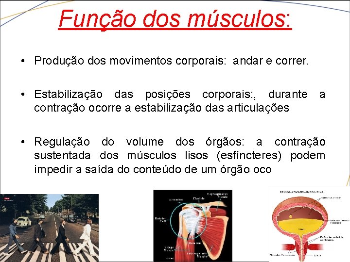 Função dos músculos: • Produção dos movimentos corporais: andar e correr. • Estabilização das