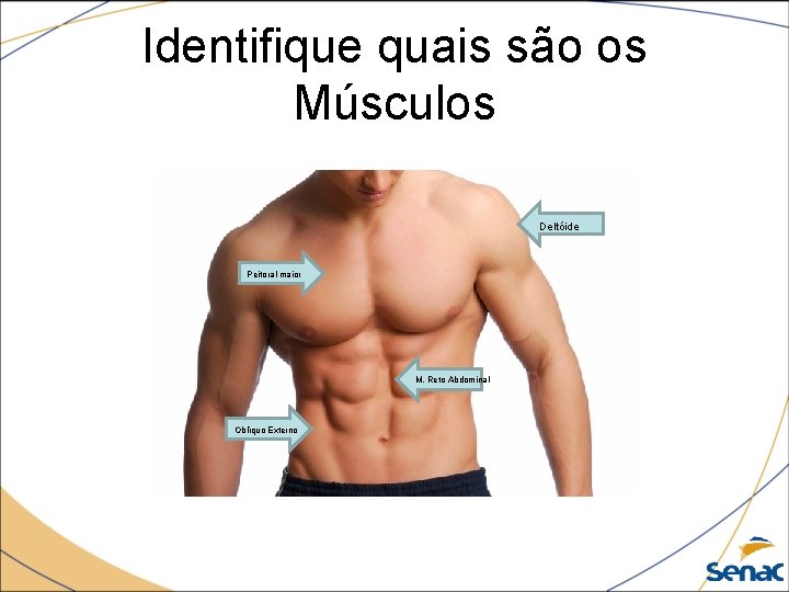 Identifique quais são os Músculos Deltóide Peitoral maior M. Reto Abdominal Oblíquo Externo 