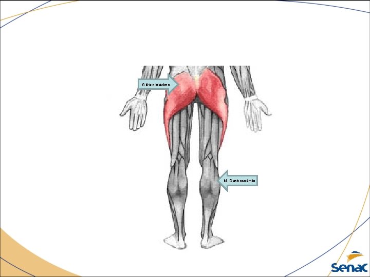 Glúteo Máximo M. Gastrocnémio 