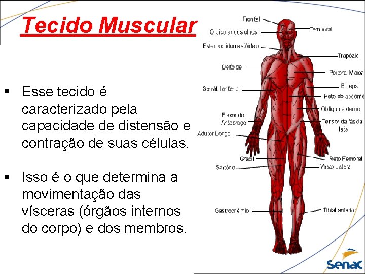 Tecido Muscular § Esse tecido é caracterizado pela capacidade de distensão e contração de