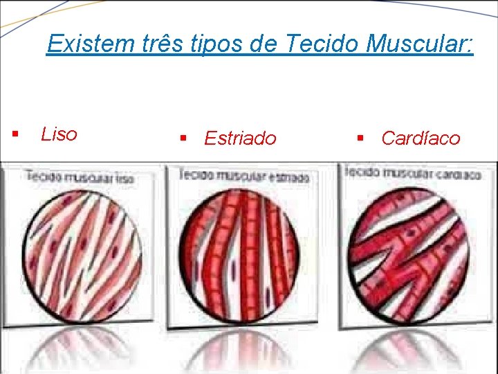 Existem três tipos de Tecido Muscular: § Liso § Estriado § Cardíaco 