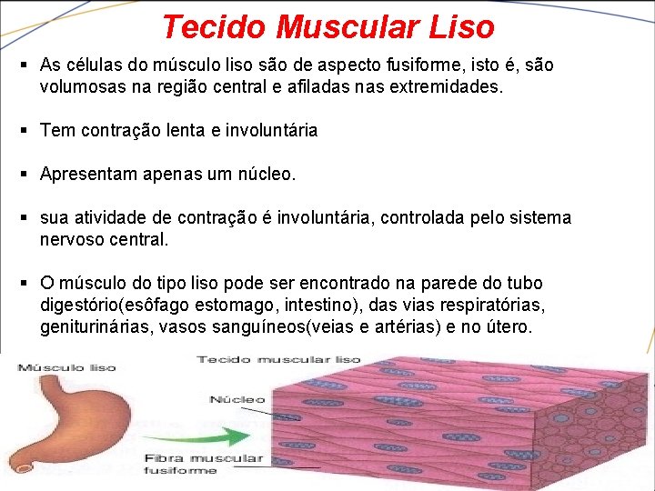 Tecido Muscular Liso § As células do músculo liso são de aspecto fusiforme, isto