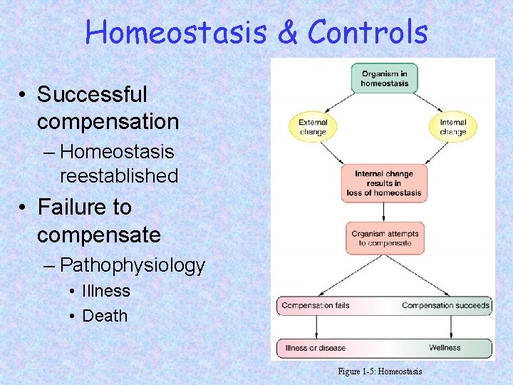 Homeostasis & Controls • Successful compensation – Homeostasis reestablished • Failure to compensate –