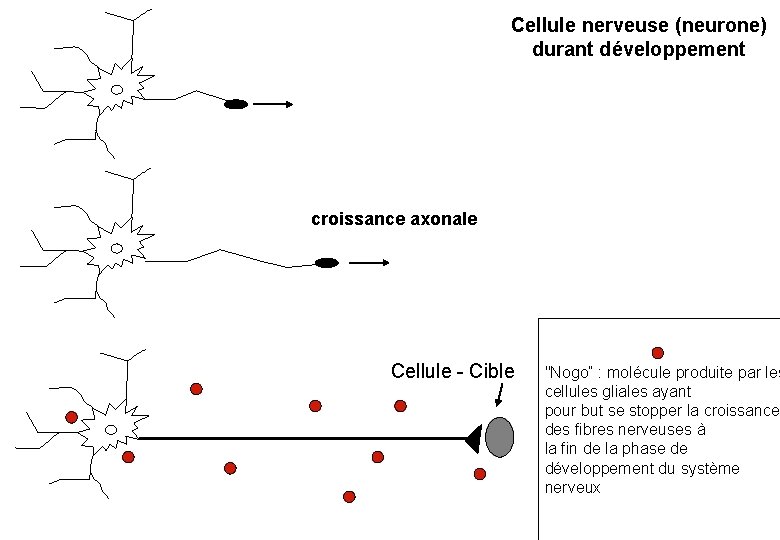 Cellule nerveuse (neurone) durant développement croissance axonale Cellule - Cible "Nogo“ : molécule produite