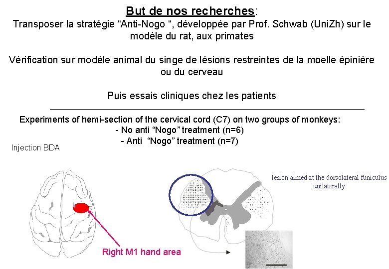 But de nos recherches: Transposer la stratégie “Anti-Nogo “, développée par Prof. Schwab (Uni.