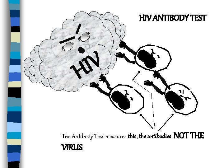 HIV ANTIBODY TEST V I H The Antibody Test measures this, the antibodies, NOT