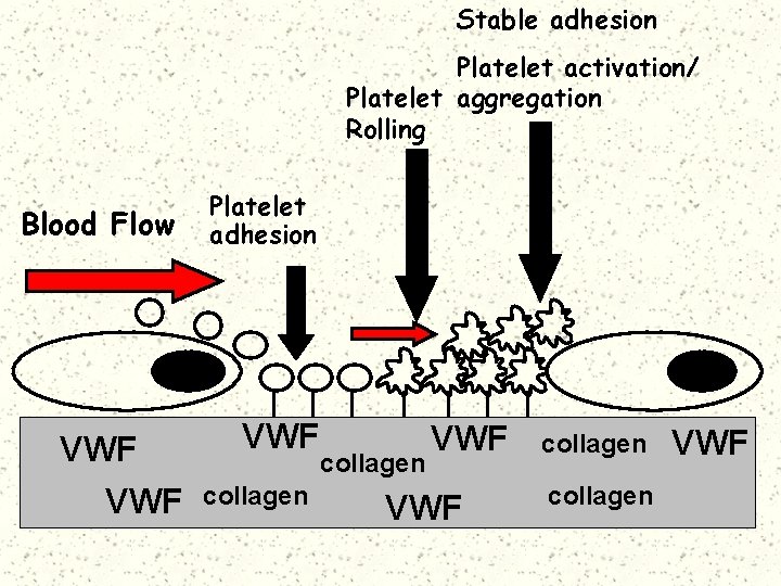 Stable adhesion Platelet activation/ Platelet aggregation Rolling Blood Flow VWF Platelet adhesion VWF collagen