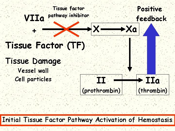 VIIa + Tissue factor pathway inhibitor X Positive feedback Xa Tissue Factor (TF) Tissue