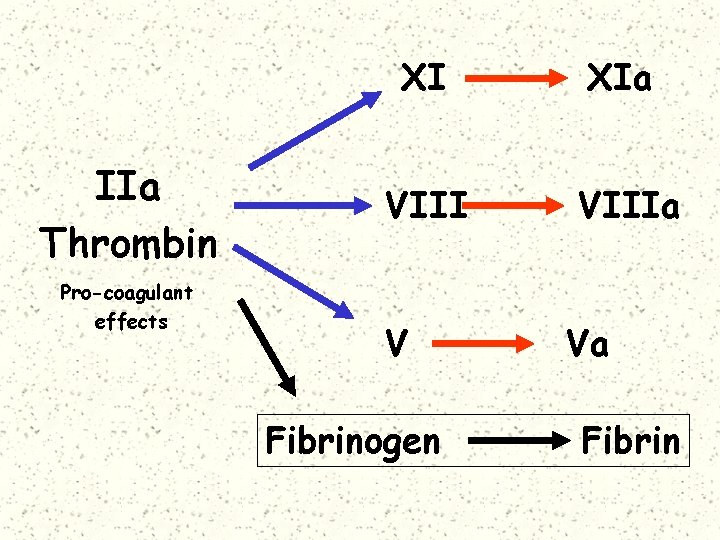 IIa Thrombin Pro-coagulant effects XI XIa VIIIa V Fibrinogen Va Fibrin 