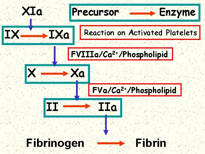 XIa IX Precursor IXa Enzyme Reaction on Activated Platelets FVIIIa/Ca 2+/Phospholipid X Xa FVa/Ca