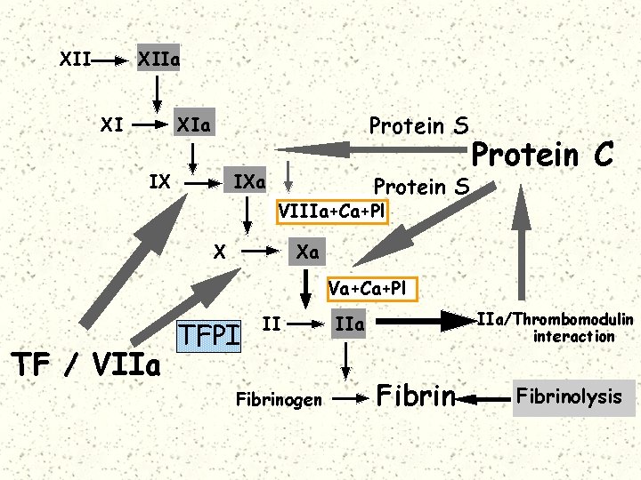 XII XIIa XI Protein S XIa IX IXa Protein S Protein C VIIIa+Ca+Pl X
