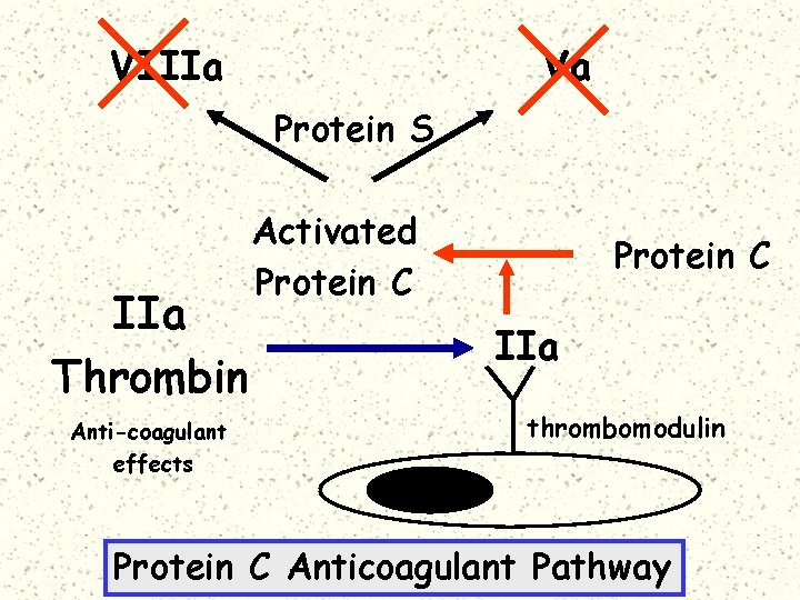 VIIIa Va Protein S IIa Thrombin Anti-coagulant effects Activated Protein C IIa thrombomodulin Protein