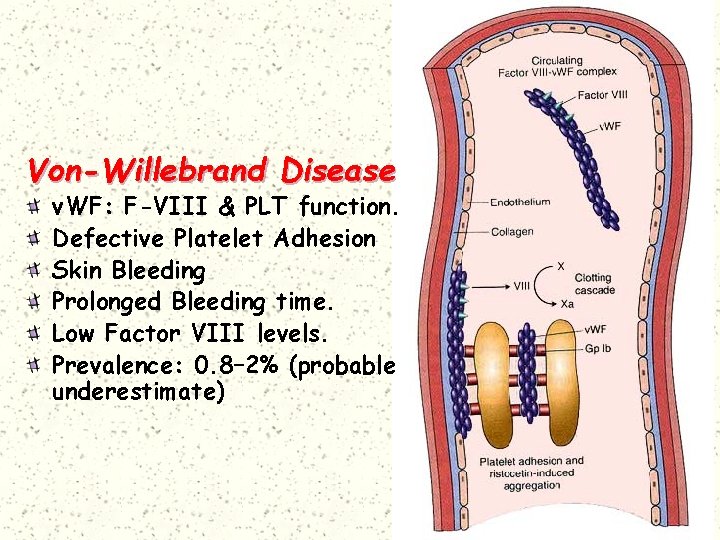 Von-Willebrand Disease v. WF: F-VIII & PLT function. Defective Platelet Adhesion Skin Bleeding Prolonged