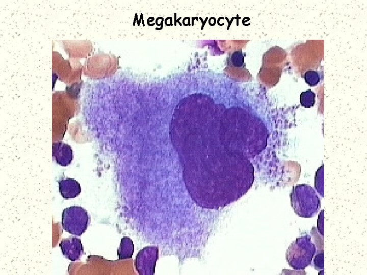 Megakaryocyte 