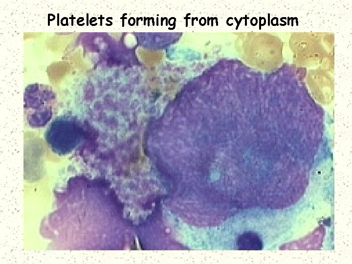 Platelets forming from cytoplasm 