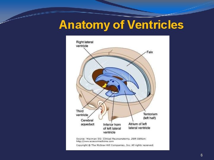 Anatomy of Ventricles 6 