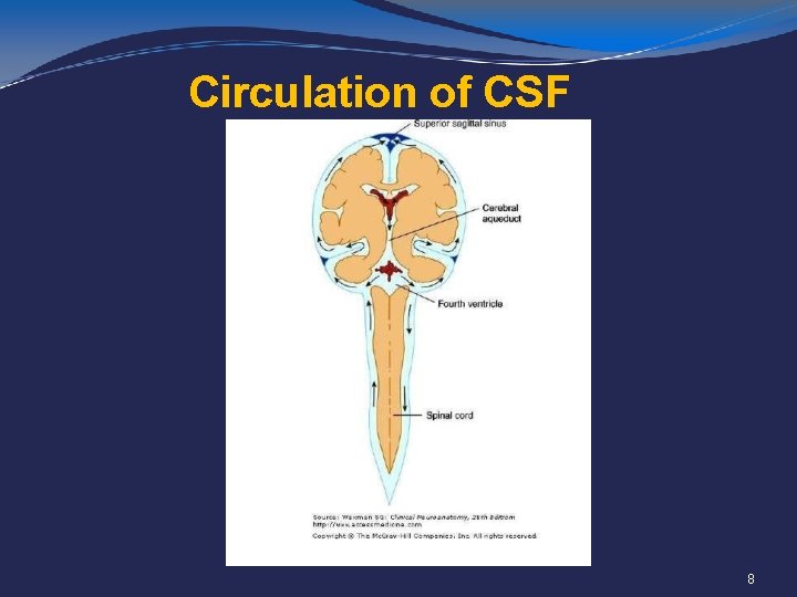 Circulation of CSF 8 