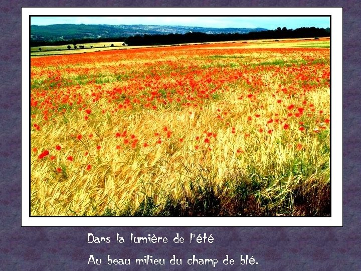 Dans la lumière de l’été Au beau milieu du champ de blé. 