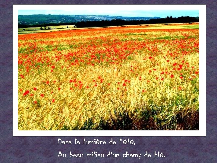 Dans la lumière de l’été, Au beau milieu d’un champ de blé. 