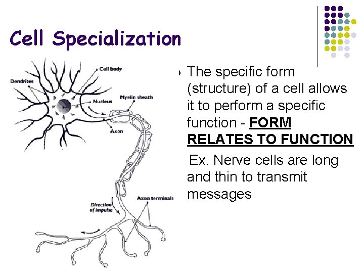 Cell Specialization l The specific form (structure) of a cell allows it to perform
