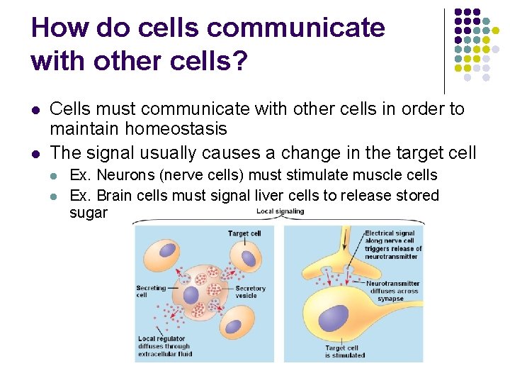 How do cells communicate with other cells? l l Cells must communicate with other