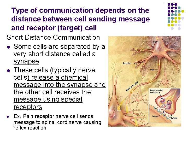 Type of communication depends on the distance between cell sending message and receptor (target)
