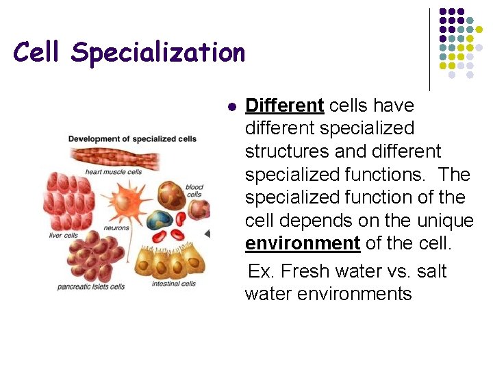 Cell Specialization l Different cells have different specialized structures and different specialized functions. The