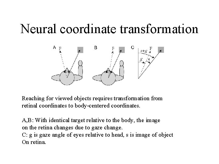 Neural coordinate transformation Reaching for viewed objects requires transformation from retinal coordinates to body-centered