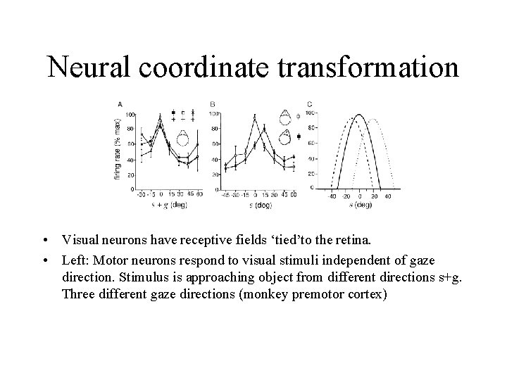 Neural coordinate transformation • Visual neurons have receptive fields ‘tied’to the retina. • Left: